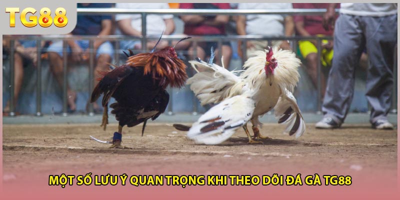 Một số lưu ý quan trọng khi theo dõi đá gà TG88
